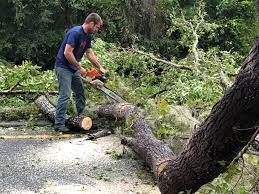 Best Stump Grinding and Removal  in Lake Carmel, NY