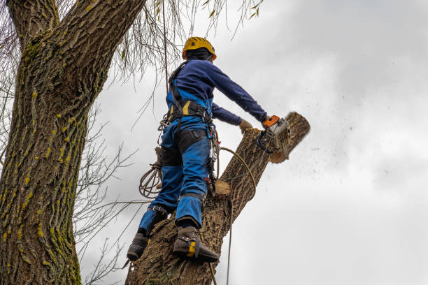 Best Tree Health Inspection  in Lake Carmel, NY