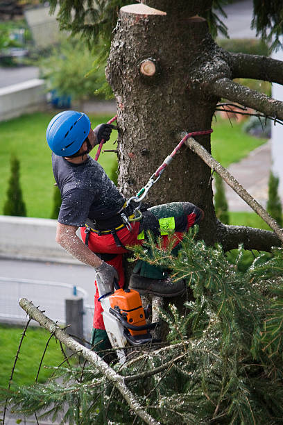 Best Tree Mulching Services  in Lake Carmel, NY