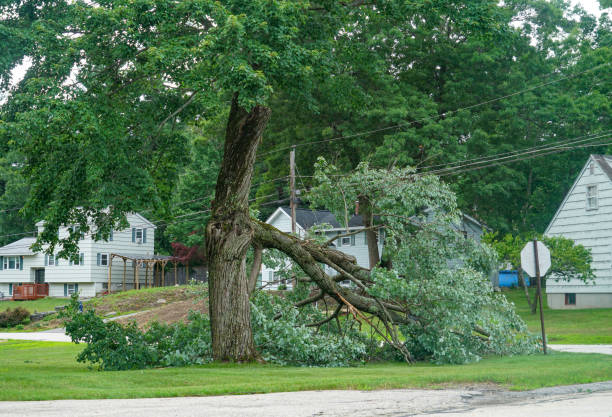 Best Lawn Dethatching Services  in Lake Carmel, NY