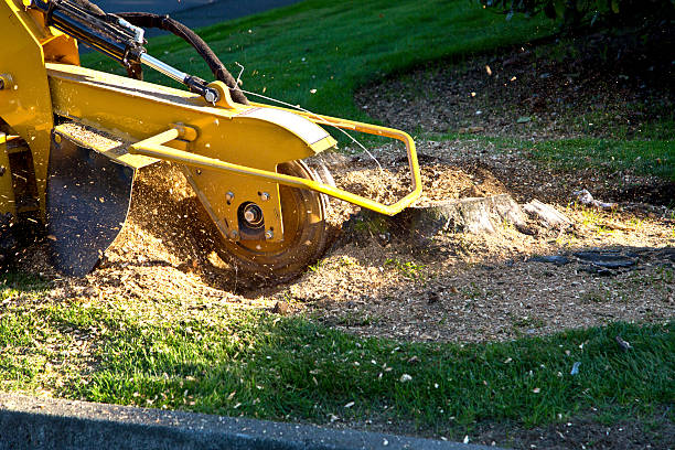 Best Sod Installation  in Lake Carmel, NY