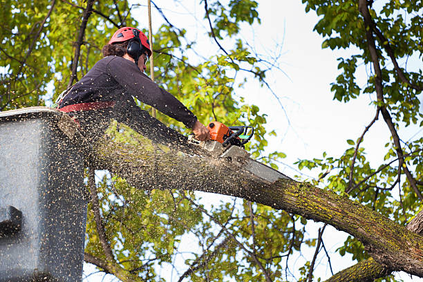 Best Hazardous Tree Removal  in Lake Carmel, NY