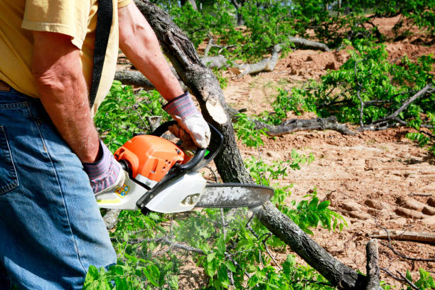 Best Tree Mulching Services  in Lake Carmel, NY